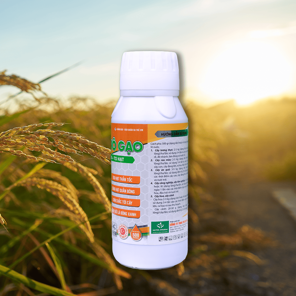 NANO VÔ GẠO - MẬP ĐÒNG - TO HẠT - Hình ảnh 3