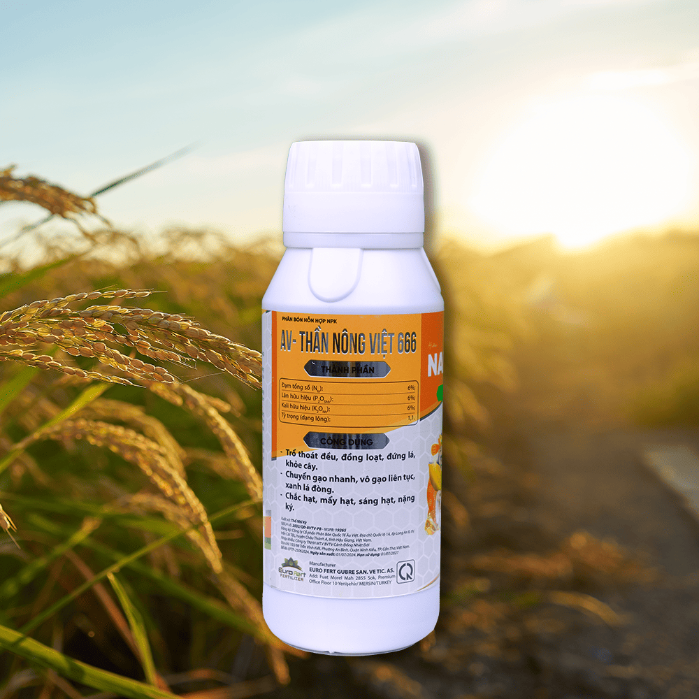 NANO VÔ GẠO - MẬP ĐÒNG - TO HẠT - Hình ảnh 4