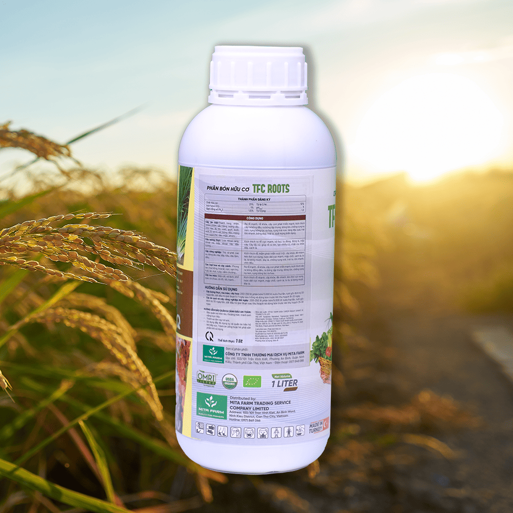 trồng bưởi trên đất phèn