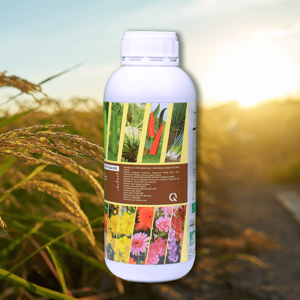 trồng bưởi trên đất phèn