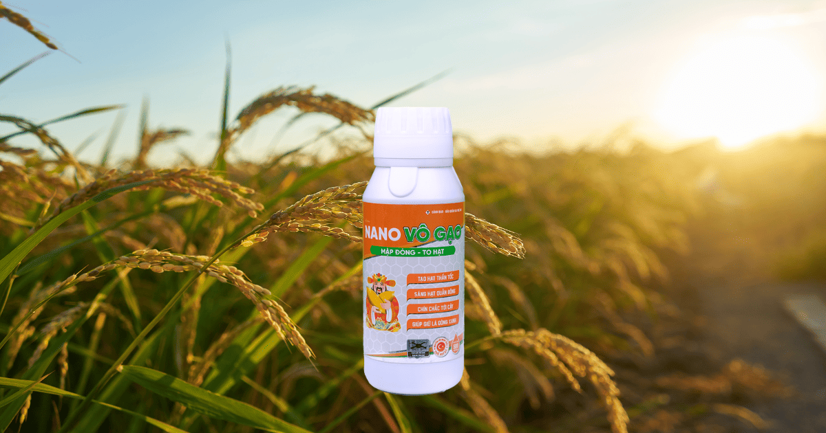 Thuốc Bảo Vệ Thực Vật - NANO VÔ GẠO - MẬP ĐÒNG