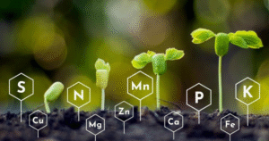 Cải Tạo Đất Phèn Bằng Phân Hữu Cơ