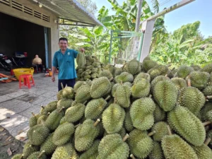 7. Không liên kết tiêu thụ – phụ thuộc vào thương lái