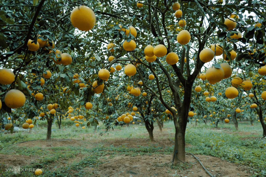 thuốc bảo vệ thực vật