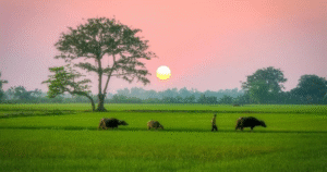 Top 6 Sản Phẩm Phân Bón Hữu Cơ Tân Phú Nông