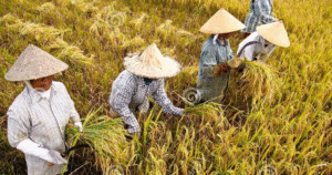 Kỹ Thuật Rễ Khỏe Mùa Mưa