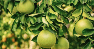 Trồng bưởi trên đất phèn