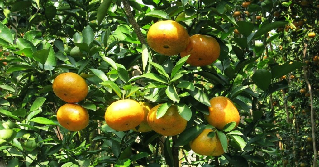 thuốc bảo vệ thực vật