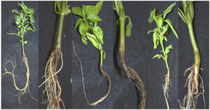 thuốc bảo vệ thực vật