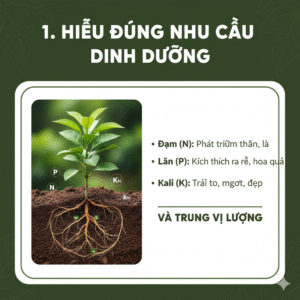Dinh dưỡng