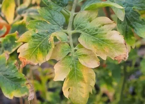 Lỗi thường gặp khi bón phân, tác hại khi bón thừa phân