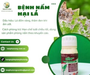 phân bón hữu cơ kẽm++
