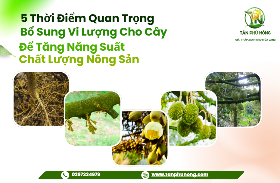 Bổ sung vi lượng