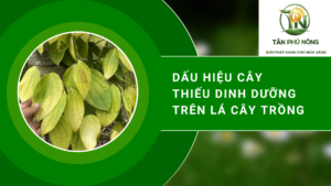DẤU HIỆU CÂY THIẾU DINH DƯỠNG & CÁCH XỬ LÝ HIỆU QUẢ