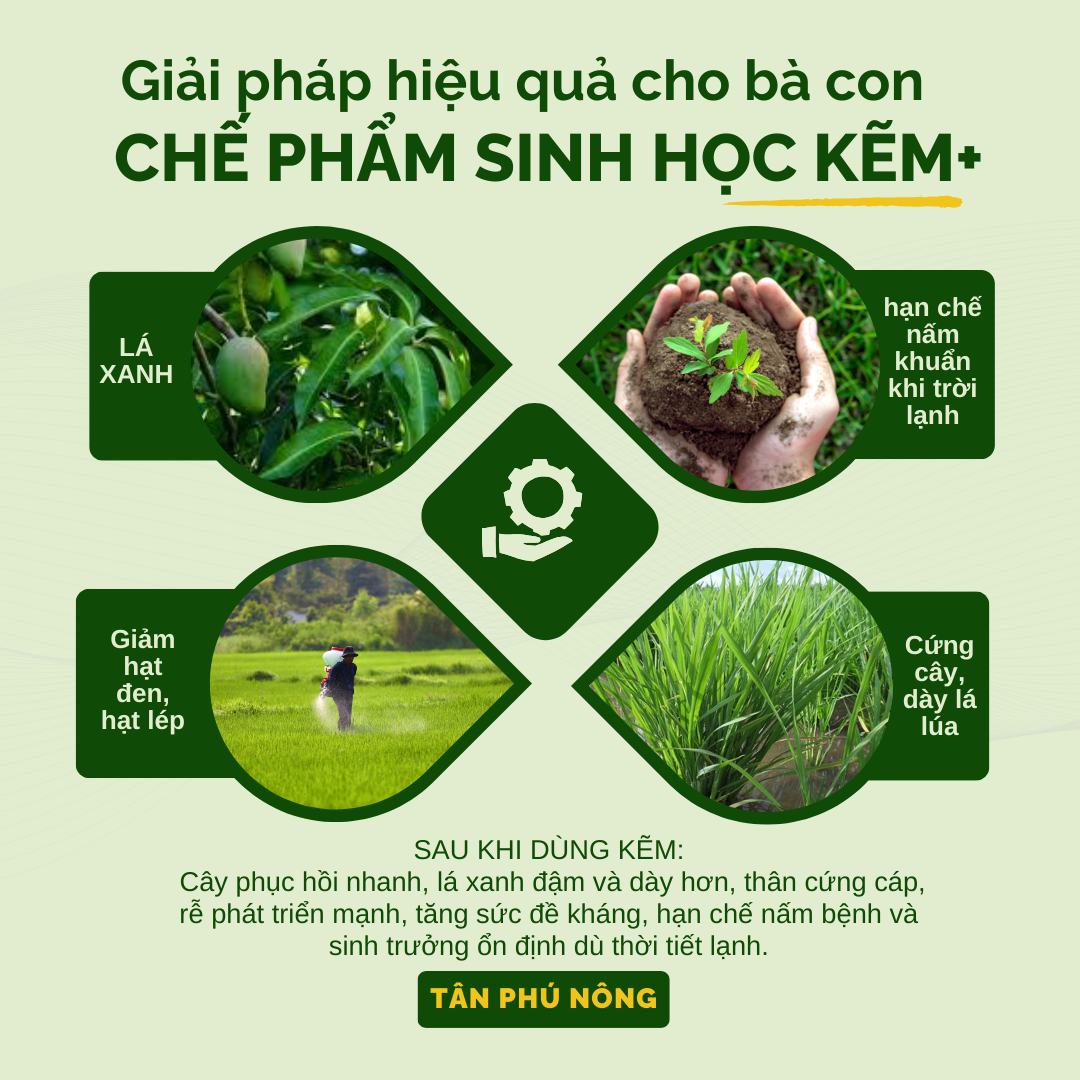 kẽm sinh học cho cây trồng trước khi sử dụng