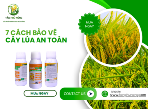 bảo vệ cây lúa an toàn