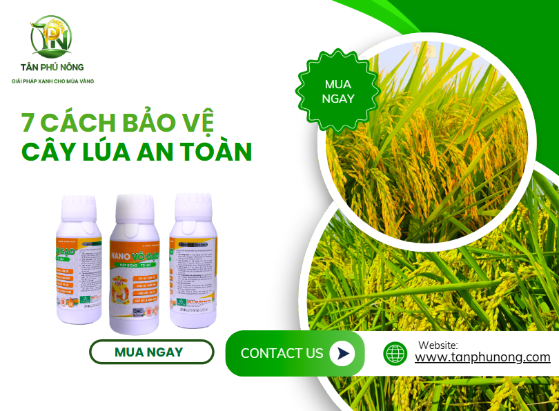 bảo vệ cây lúa an toàn